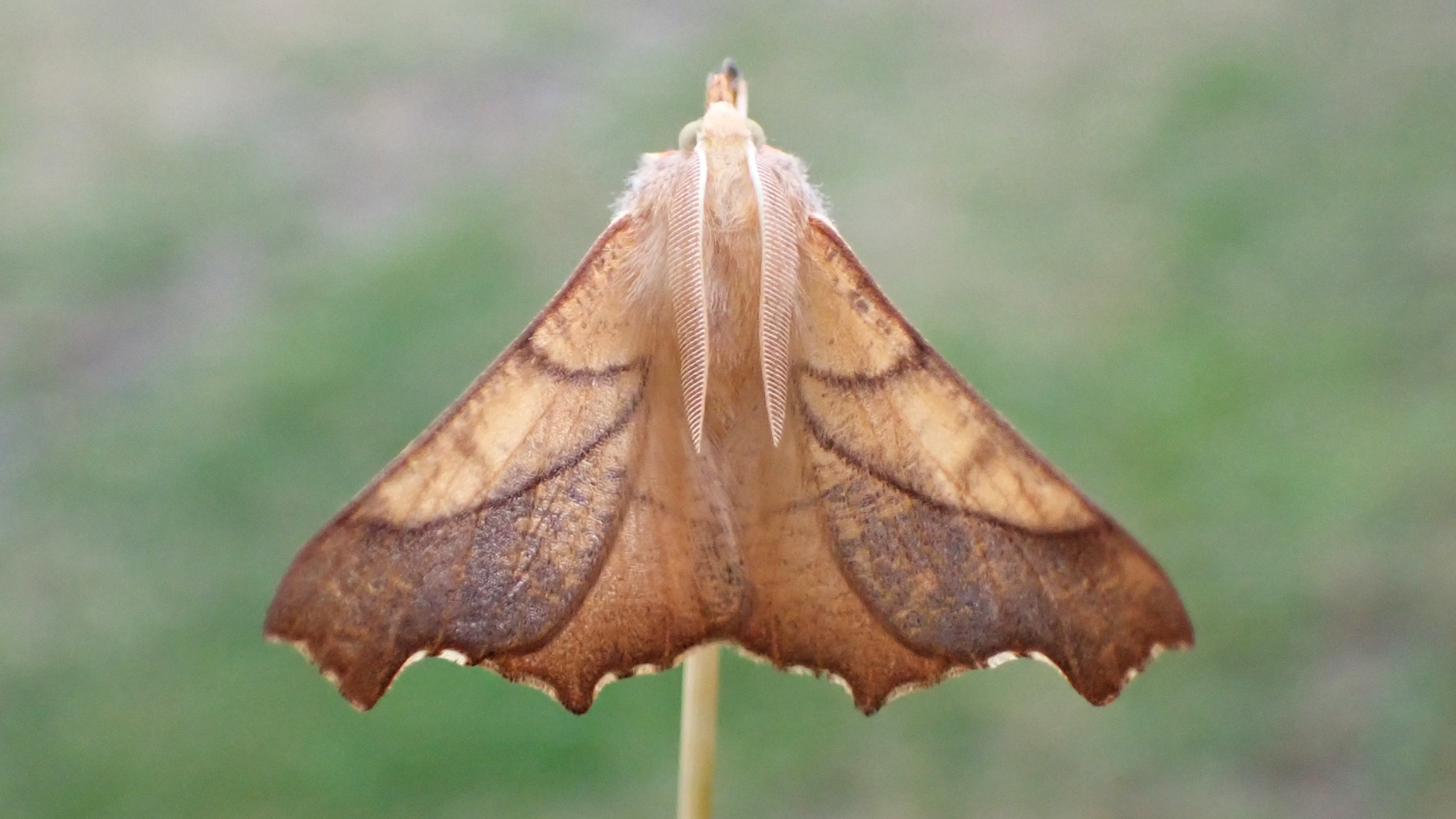 Dusky Thorn
