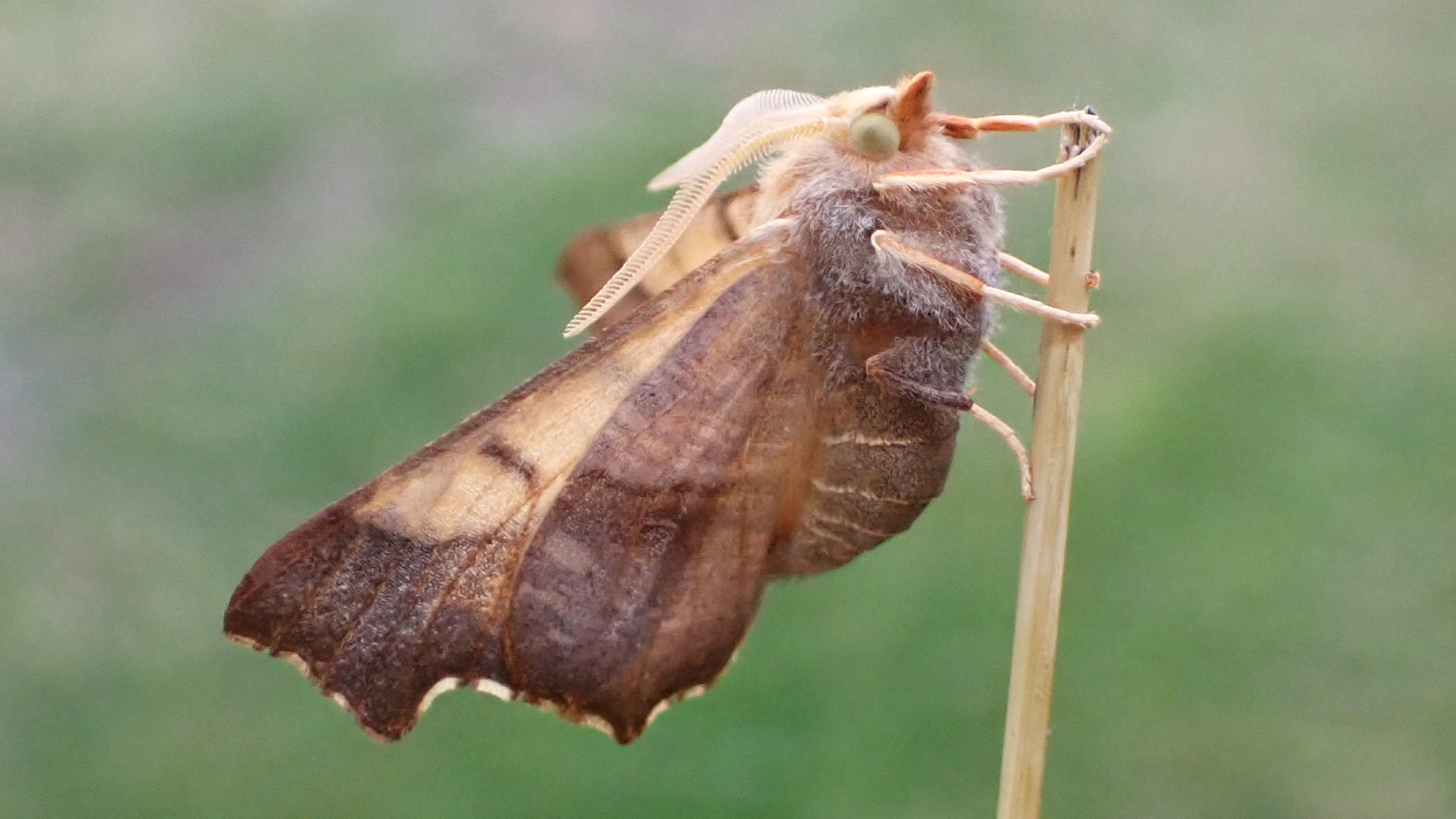 Dusky Thorn