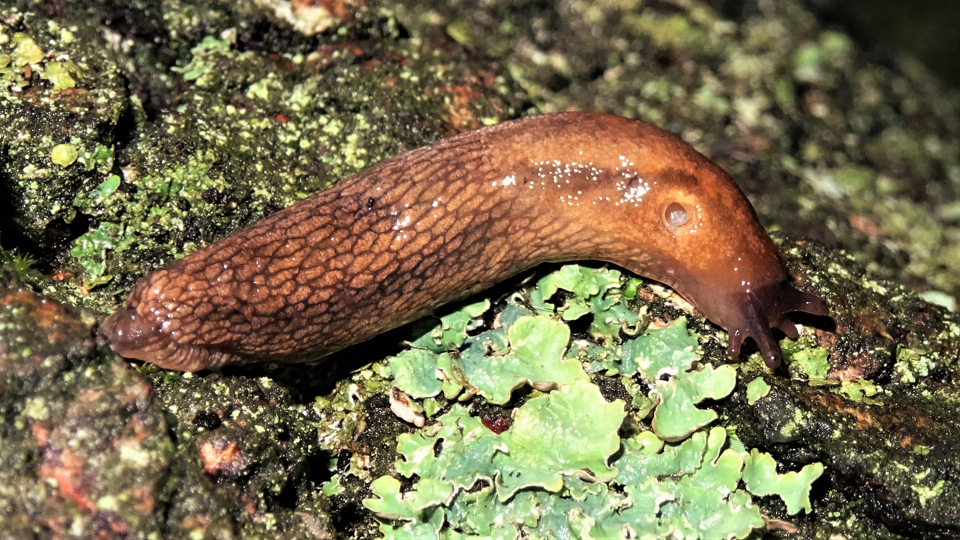 Dusky Slug