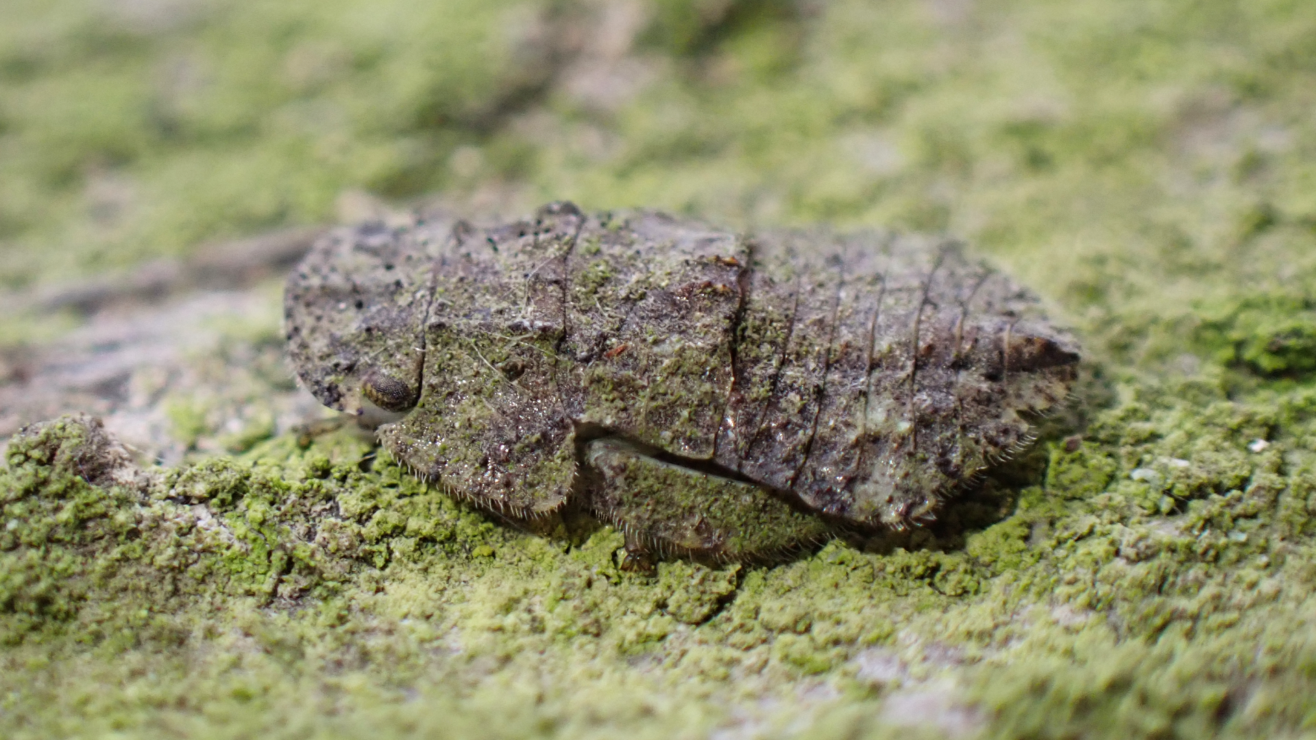 Eared Leafhopper