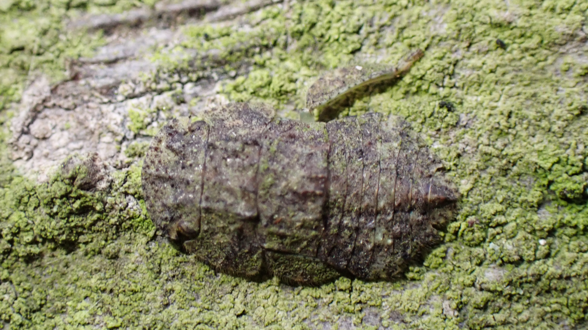 Eared Leafhopper