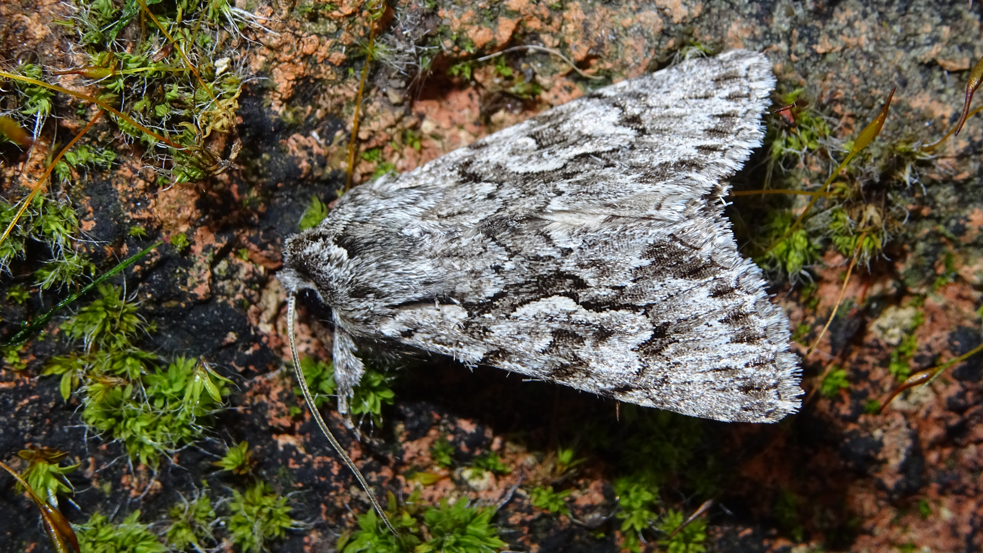 Early Grey
Xylocampa areola