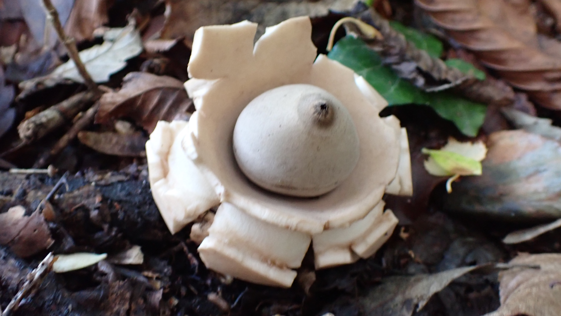 Collared Earthstar 
Geastrum triplex