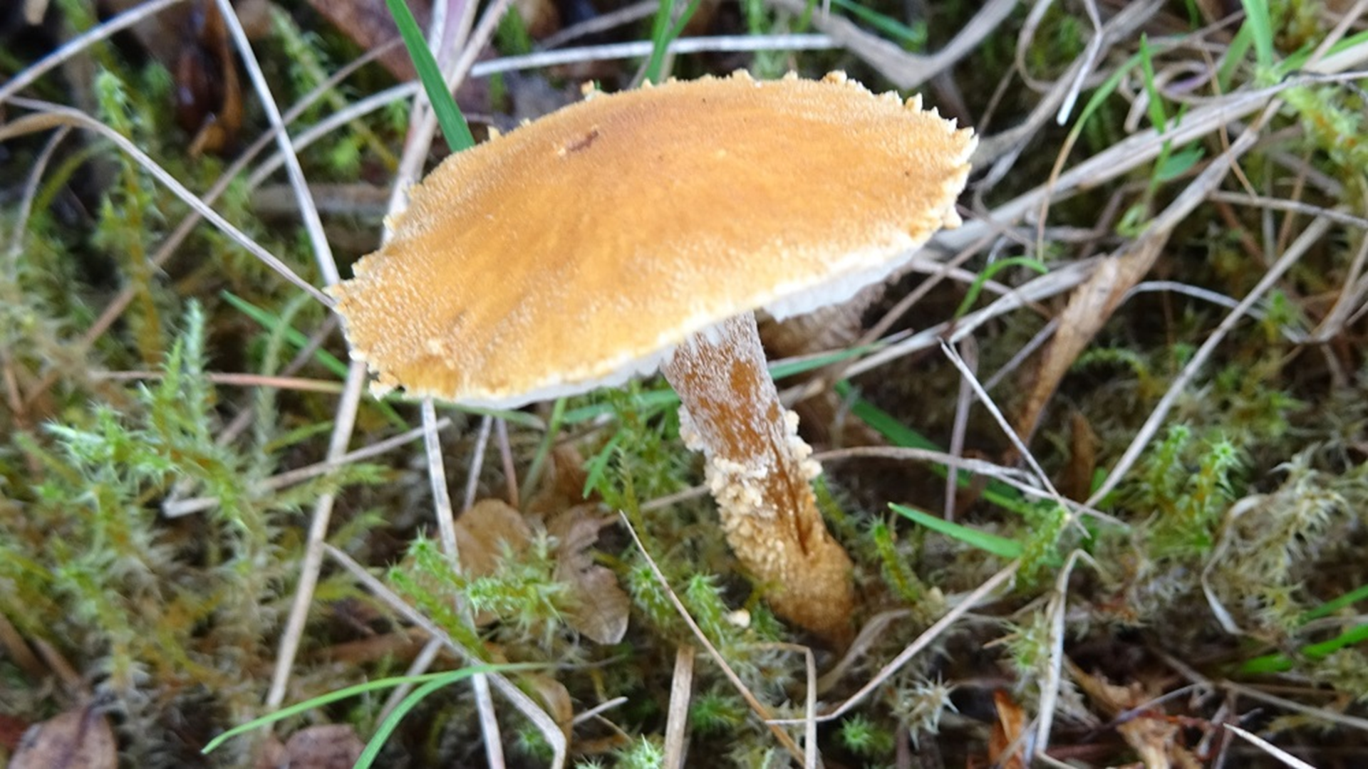 Earthy Powdercap
Cystoderma amianthinum