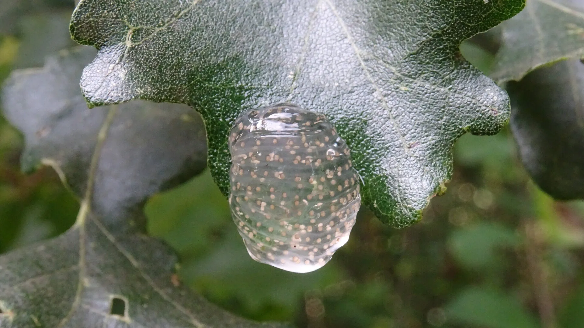 Caddisfly eggs