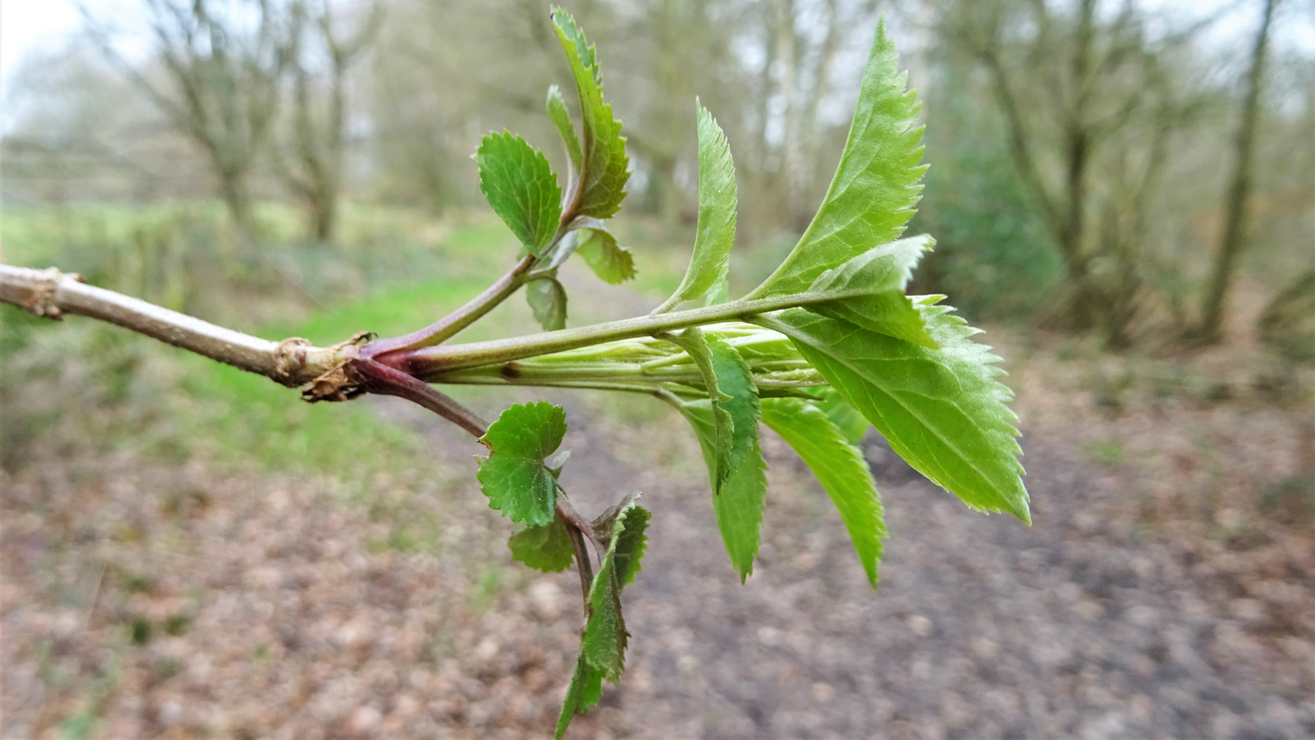 Elderberry
Sambucus