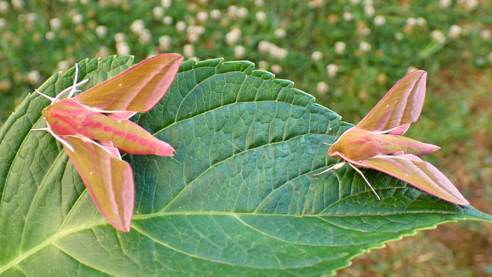 Puss Moth
Cerura vinula