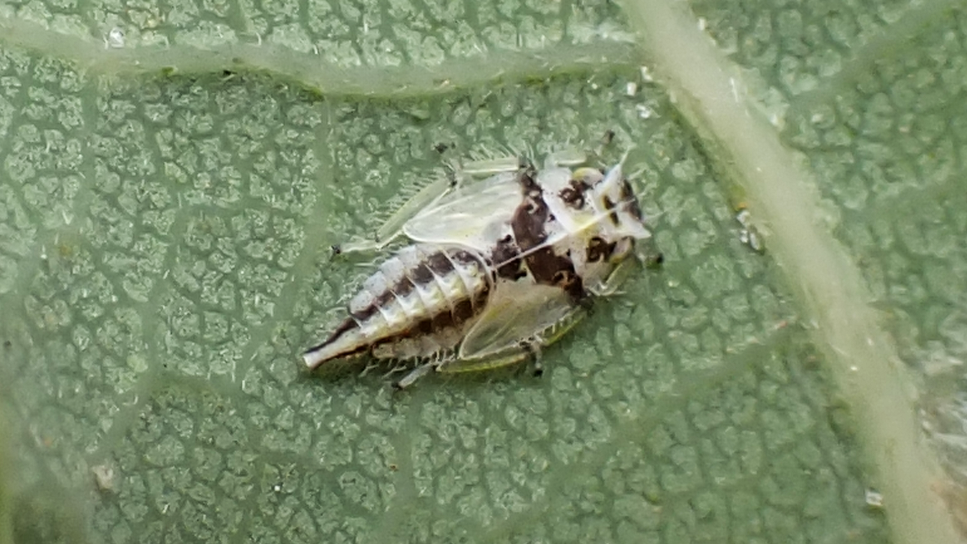 Leafhopper
Eurhadina
Nymph