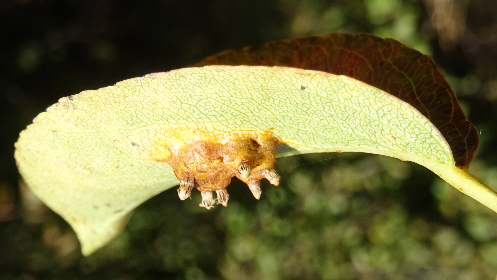 European Pear Rust
Gymnosporangium sabinae
