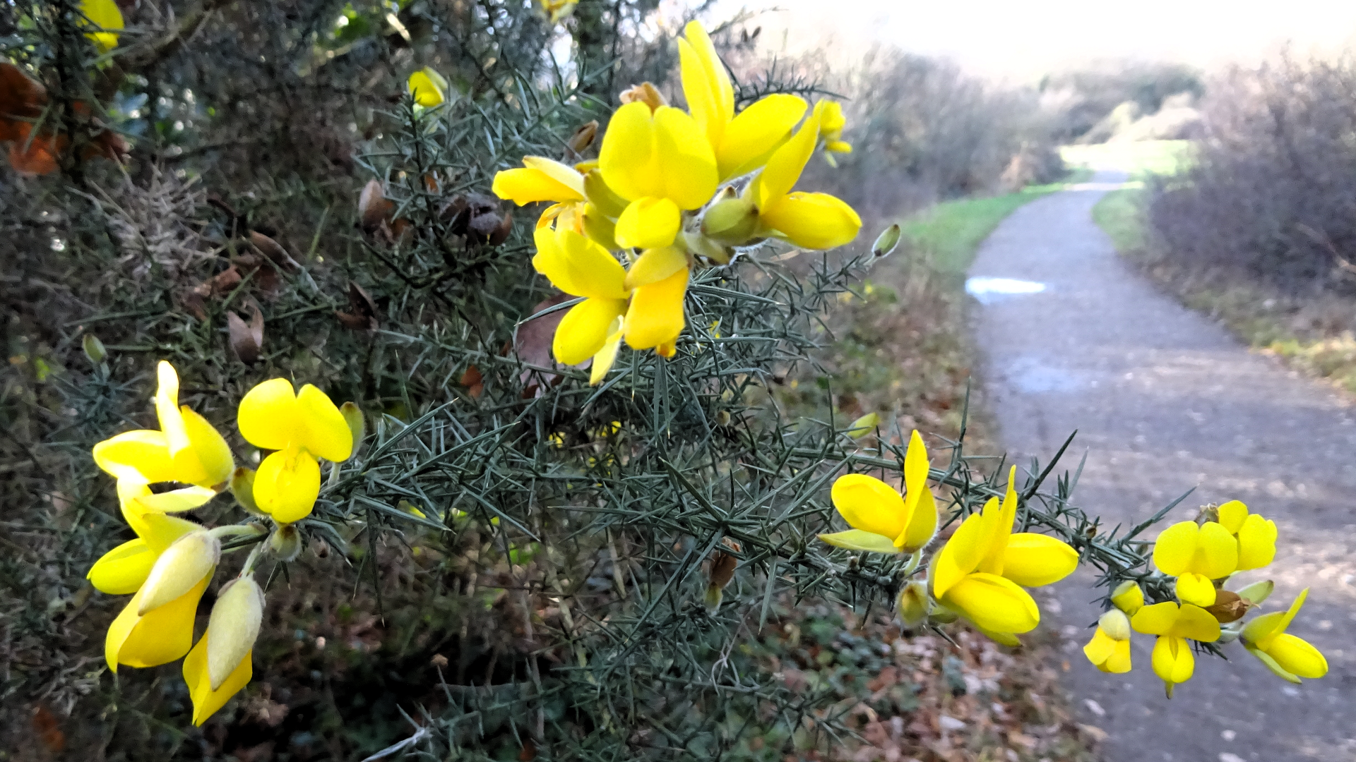 European Gorse 