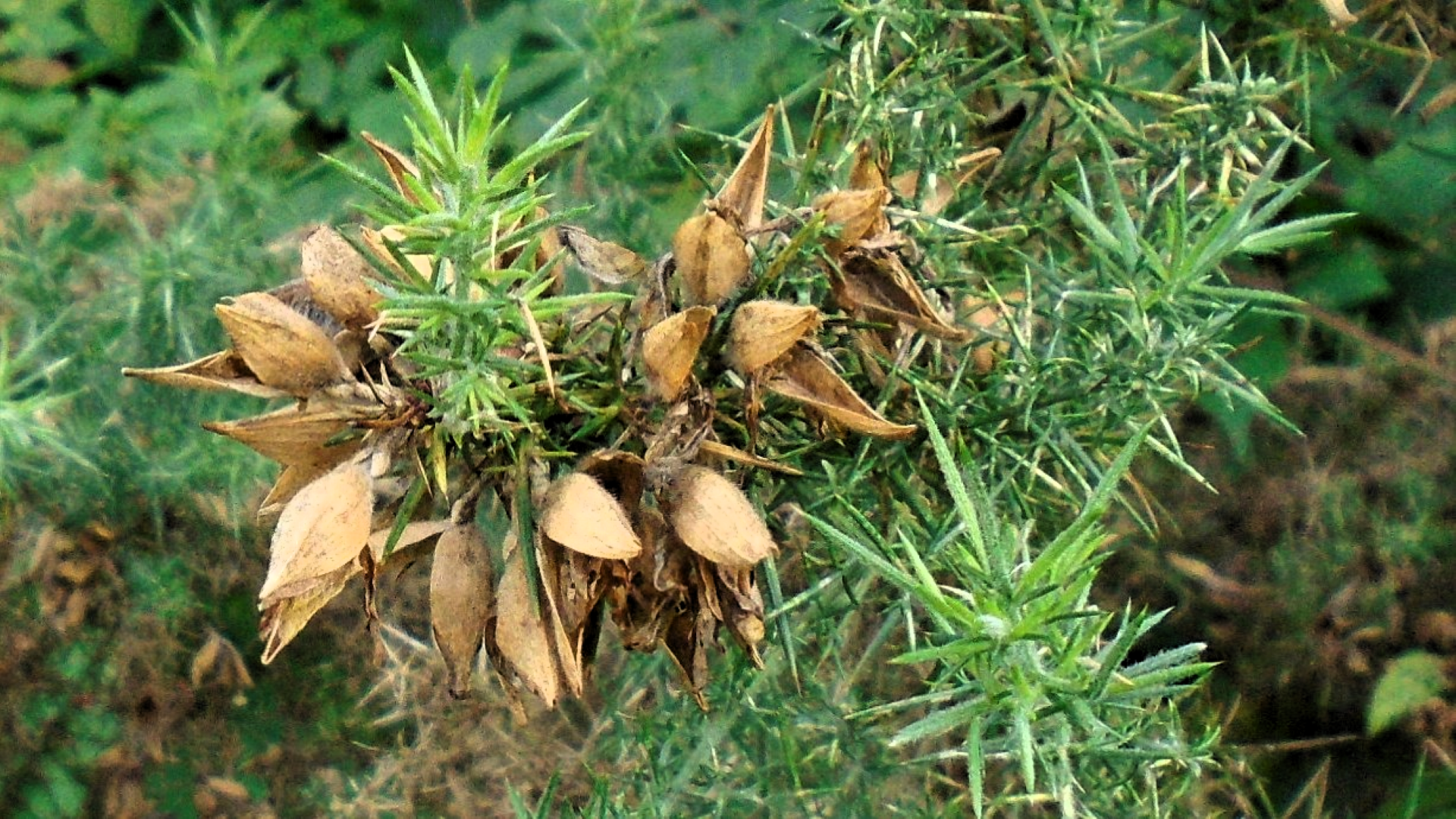 European Gorse 