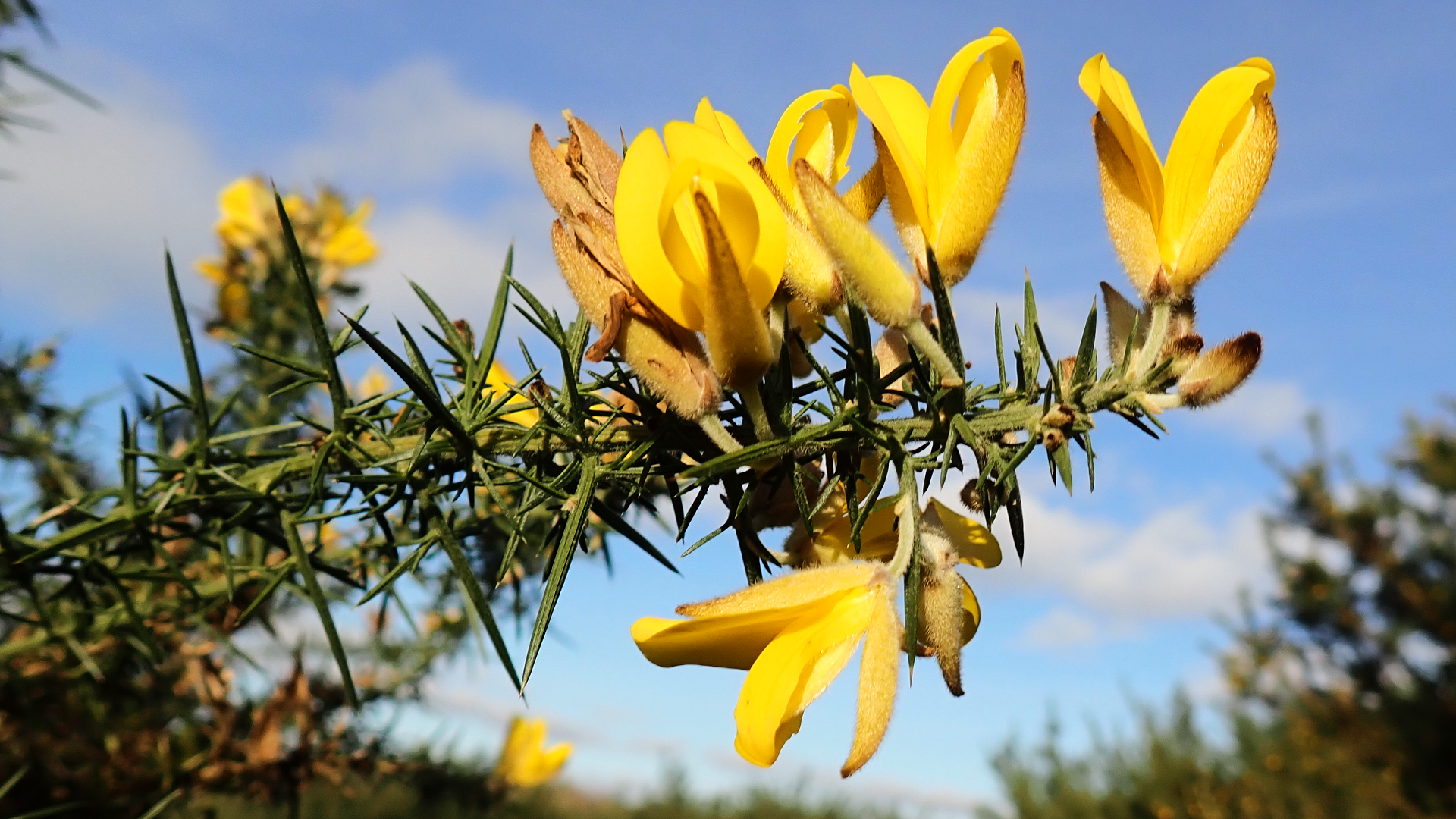 Gorse