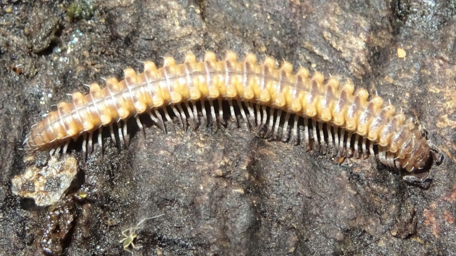 Eyed Flat-backed Millipede
Nanogona polydesmoides