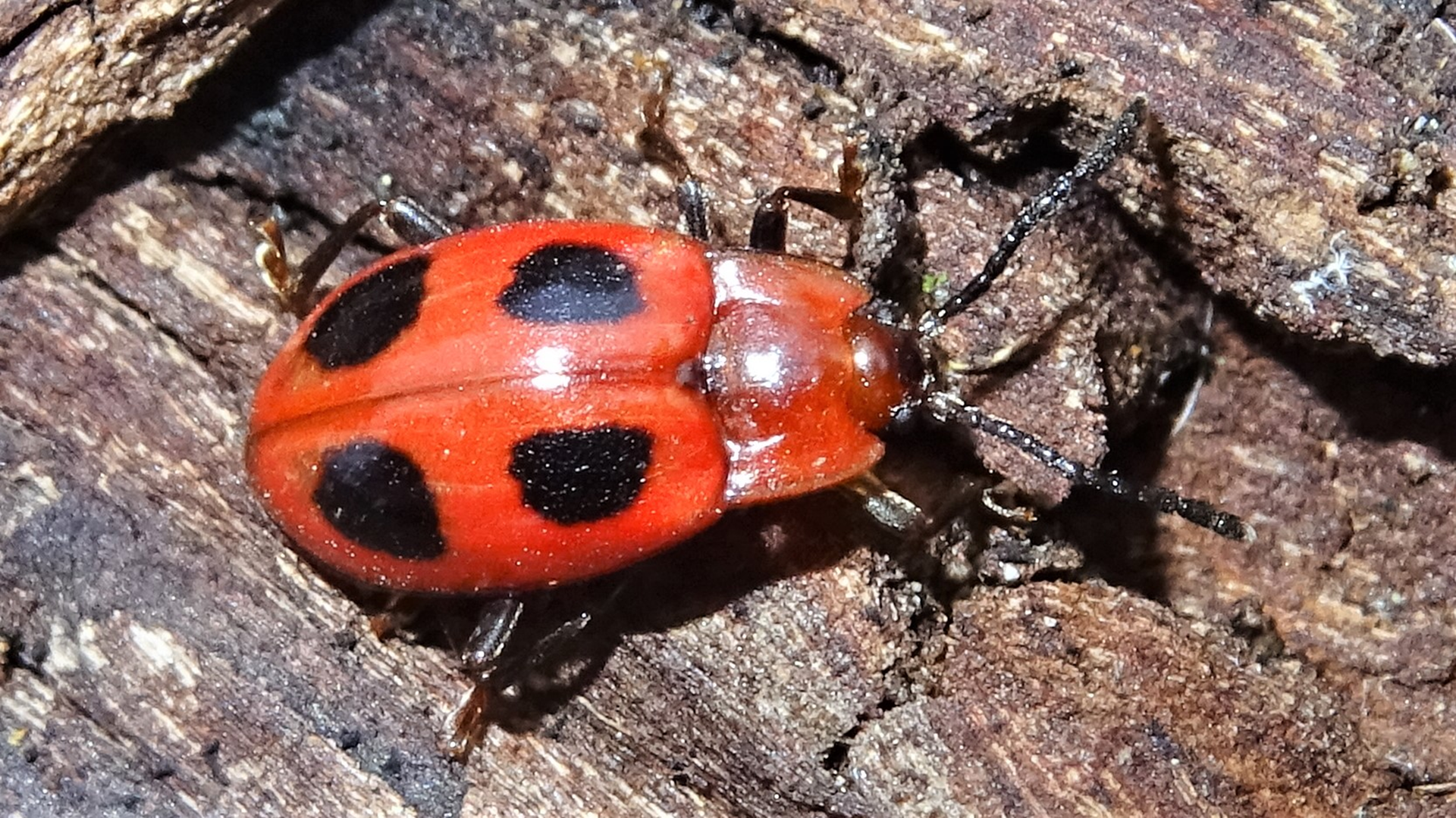 False Ladybird
Endomychus coccineus