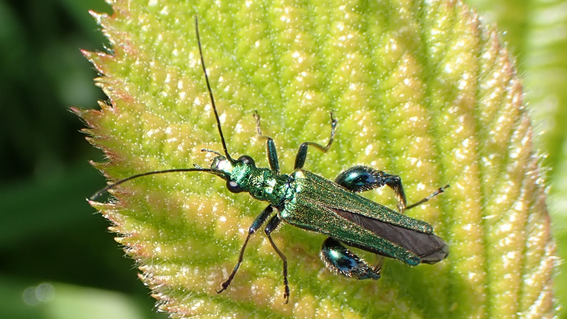 Fat-thighed Beetle