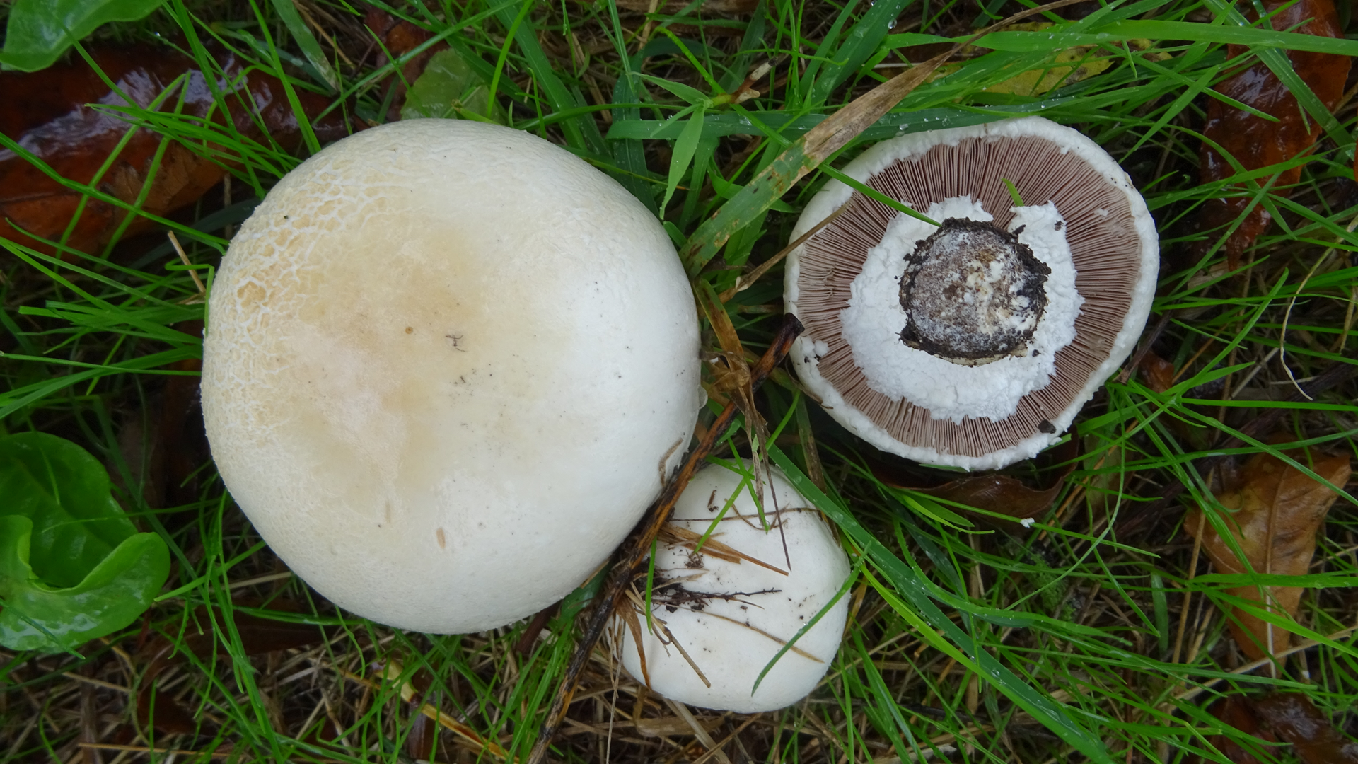 Field Mushroom
Agaricus campestris