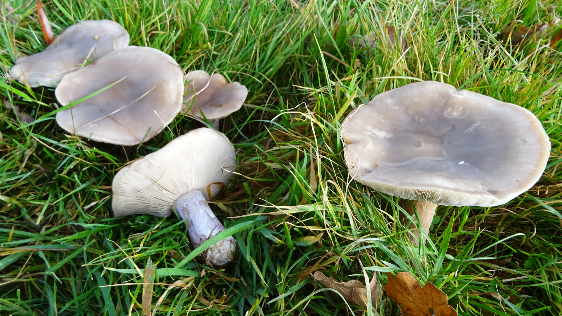 Field Blewit