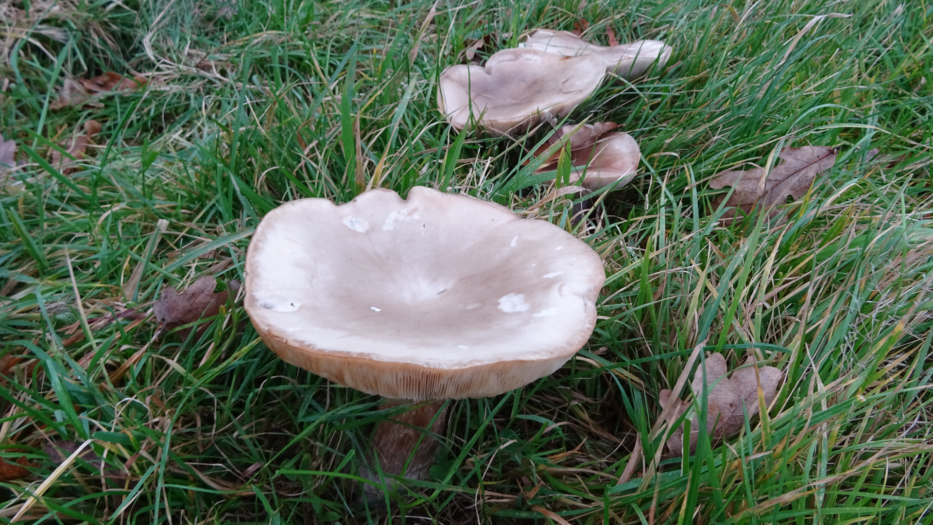 Field Blewit