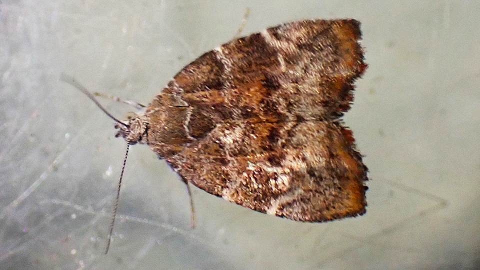 Fig-leaf Skeletoniser
Choreutis nemorana