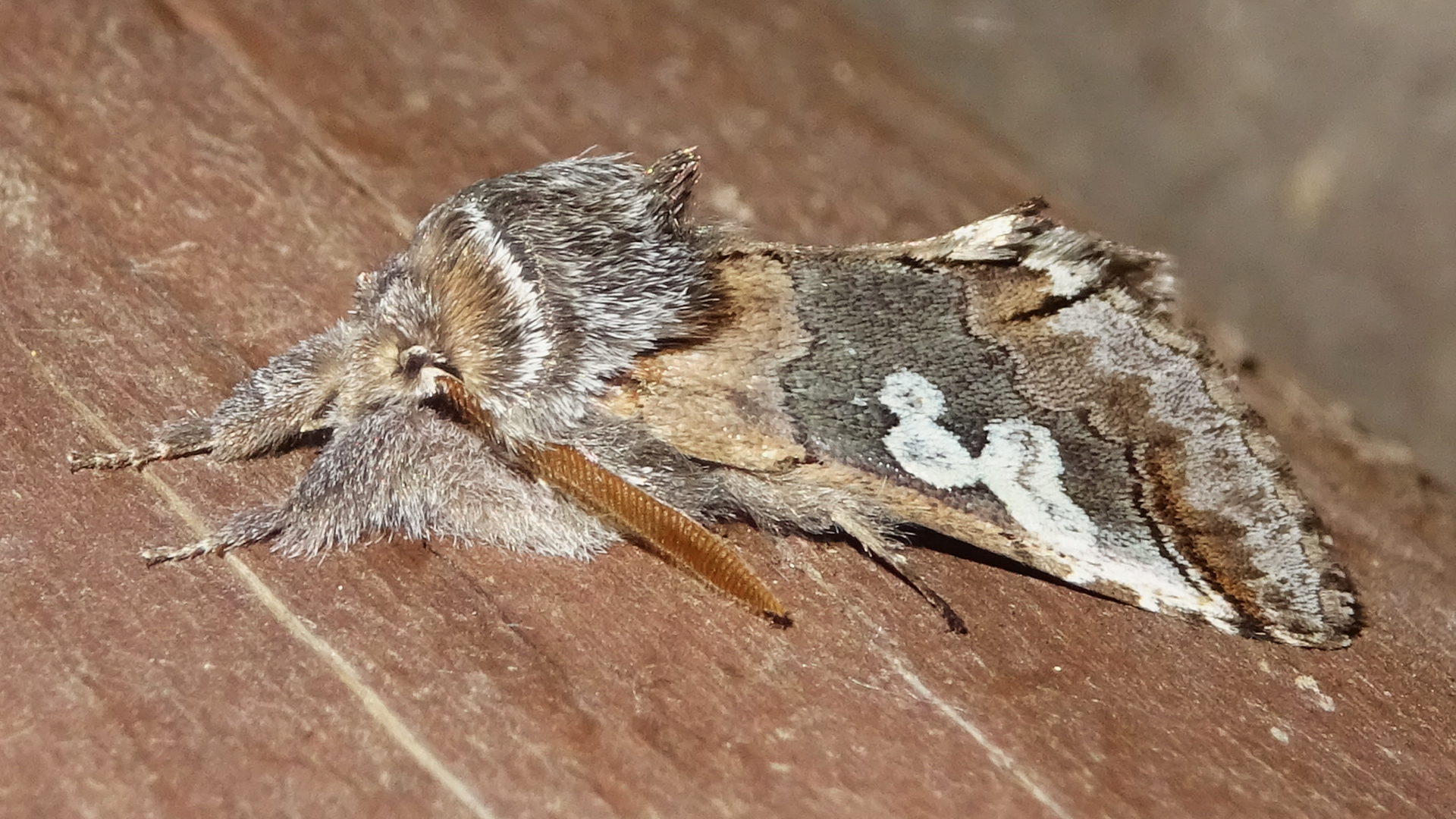 Figure of Eight
Diloba caeruleocephala