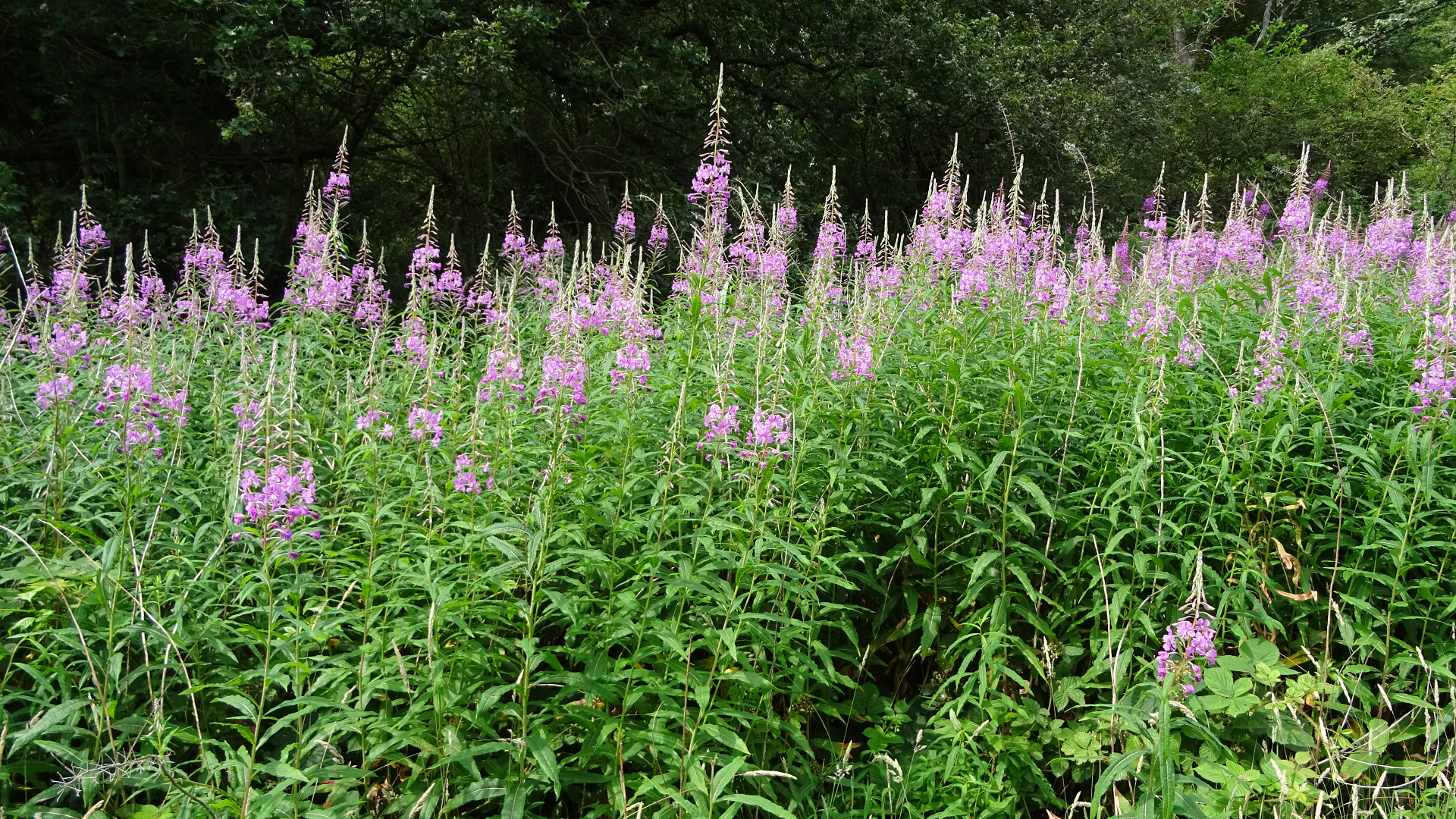 Rosebay Willowherb 