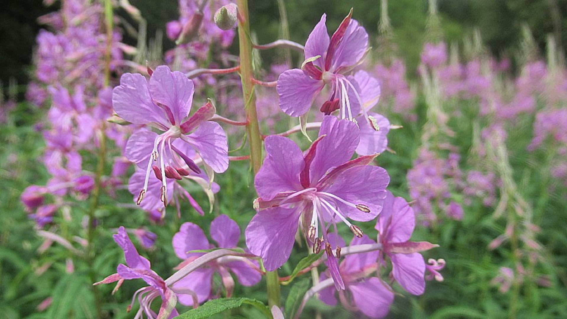 Rosebay Willowherb 