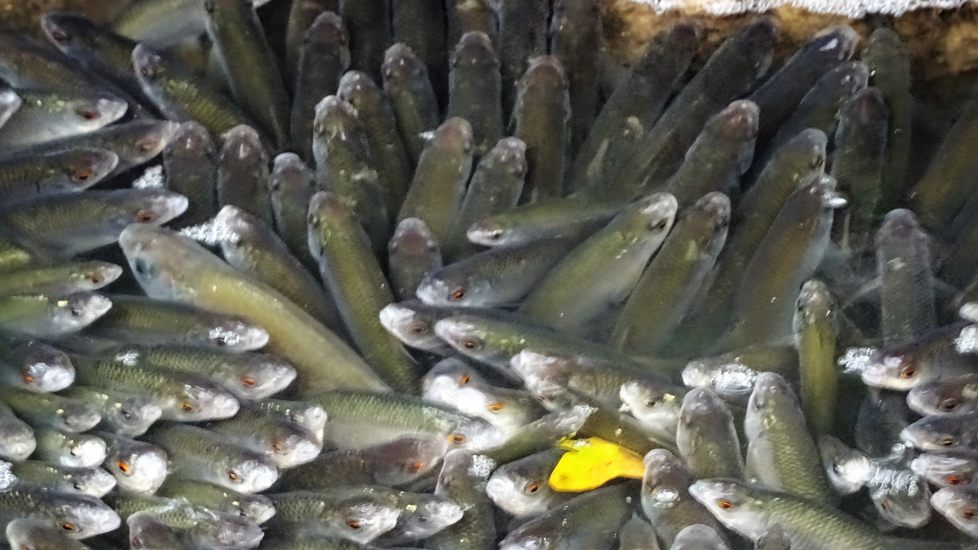 Roach
Rutilus rutilus