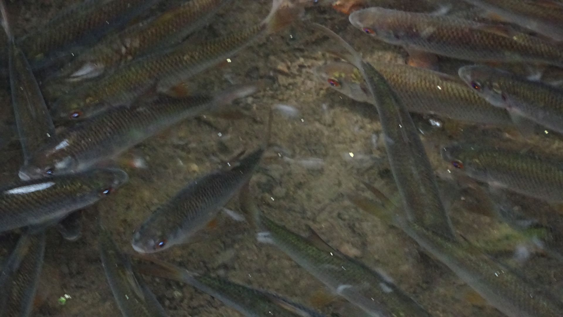 Roach
Rutilus rutilus