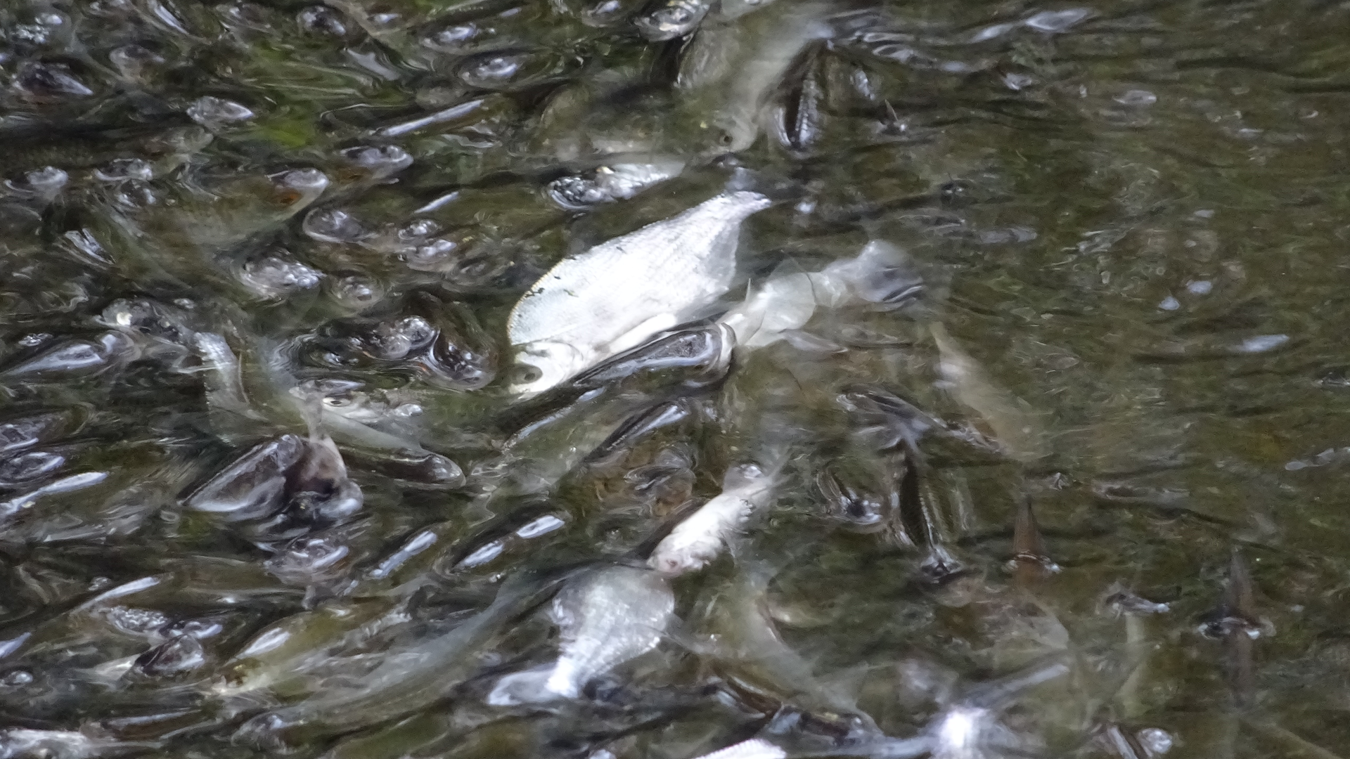 Roach
Rutilus rutilus