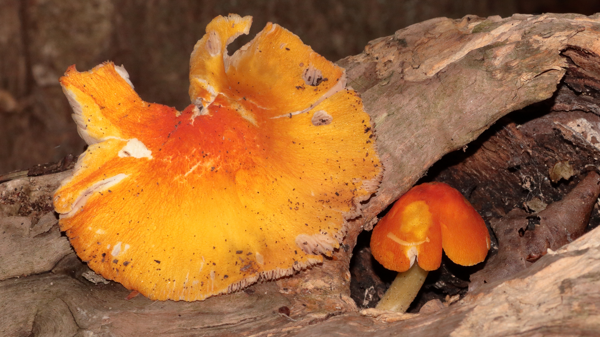 Flame Shield
Pluteus aurantiorugosus