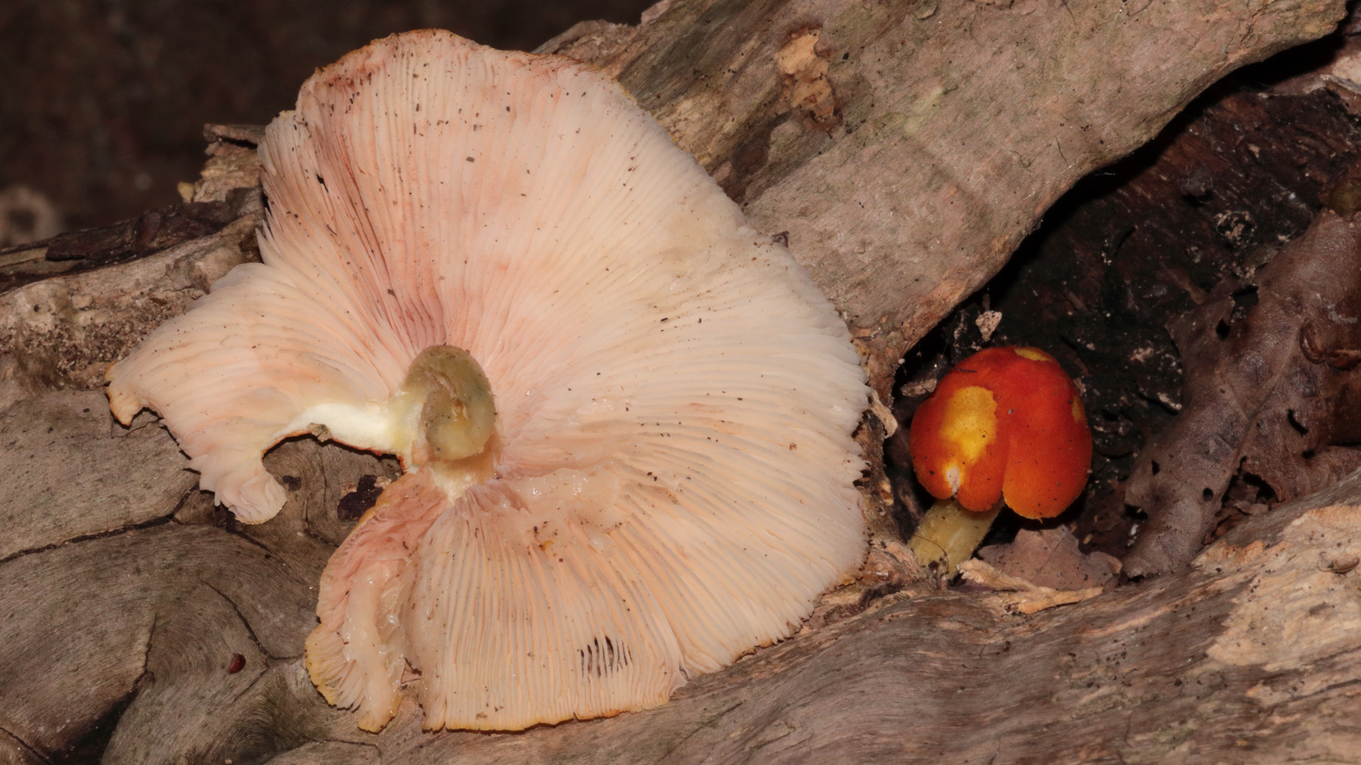 Flame Shield
Pluteus aurantiorugosus