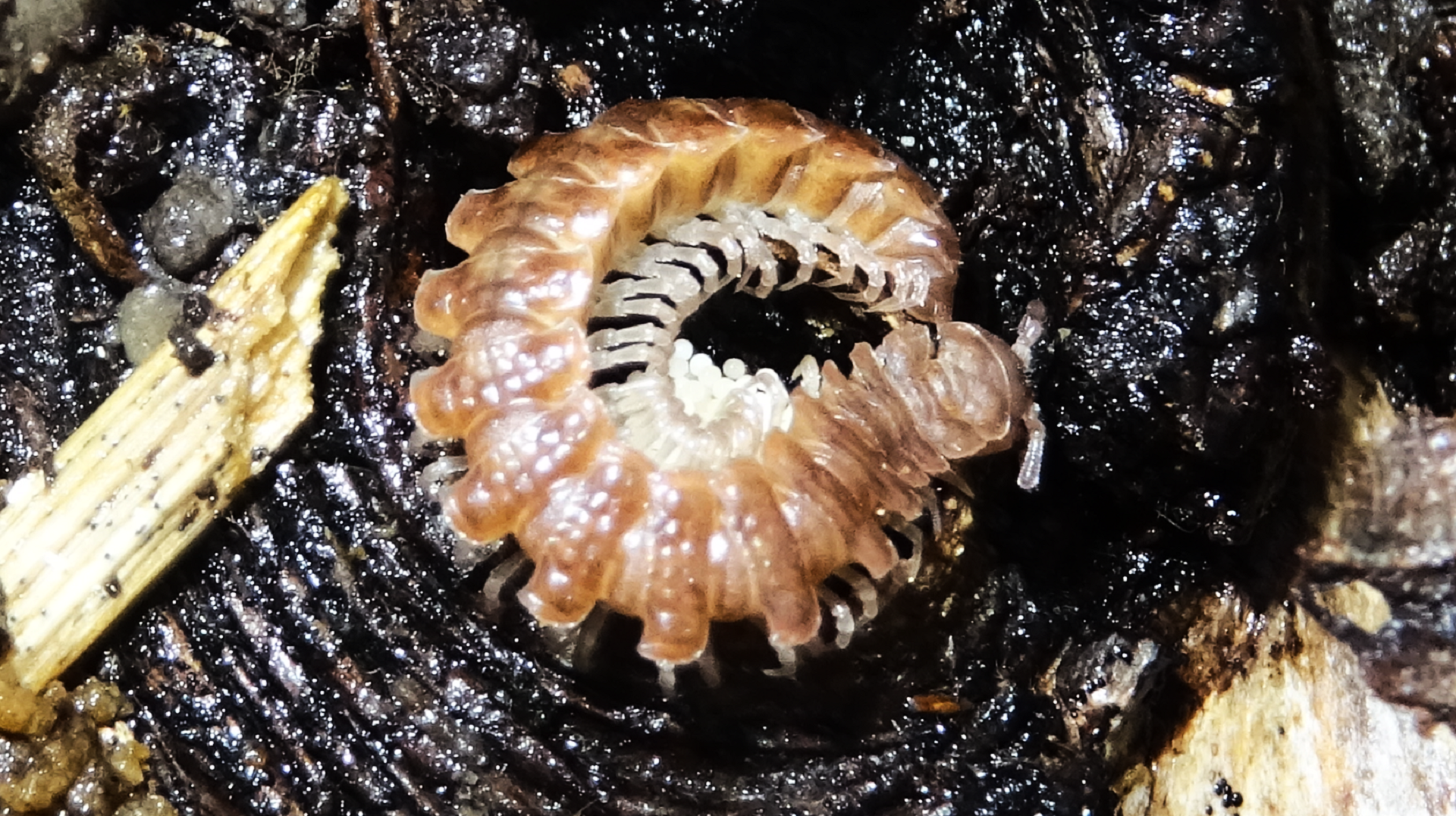 Flat-backed Millipede
Polydesmus