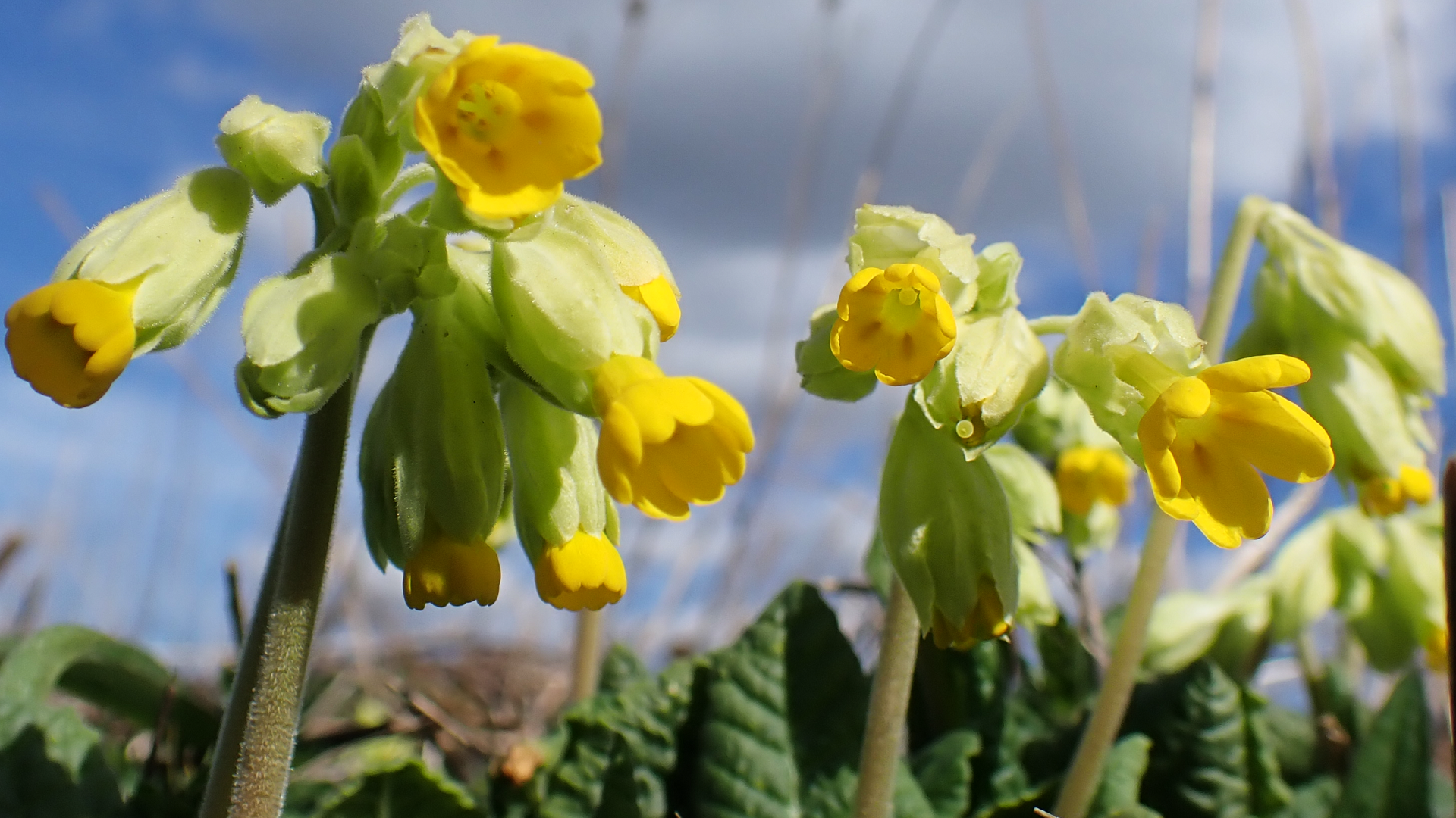 Cowslip