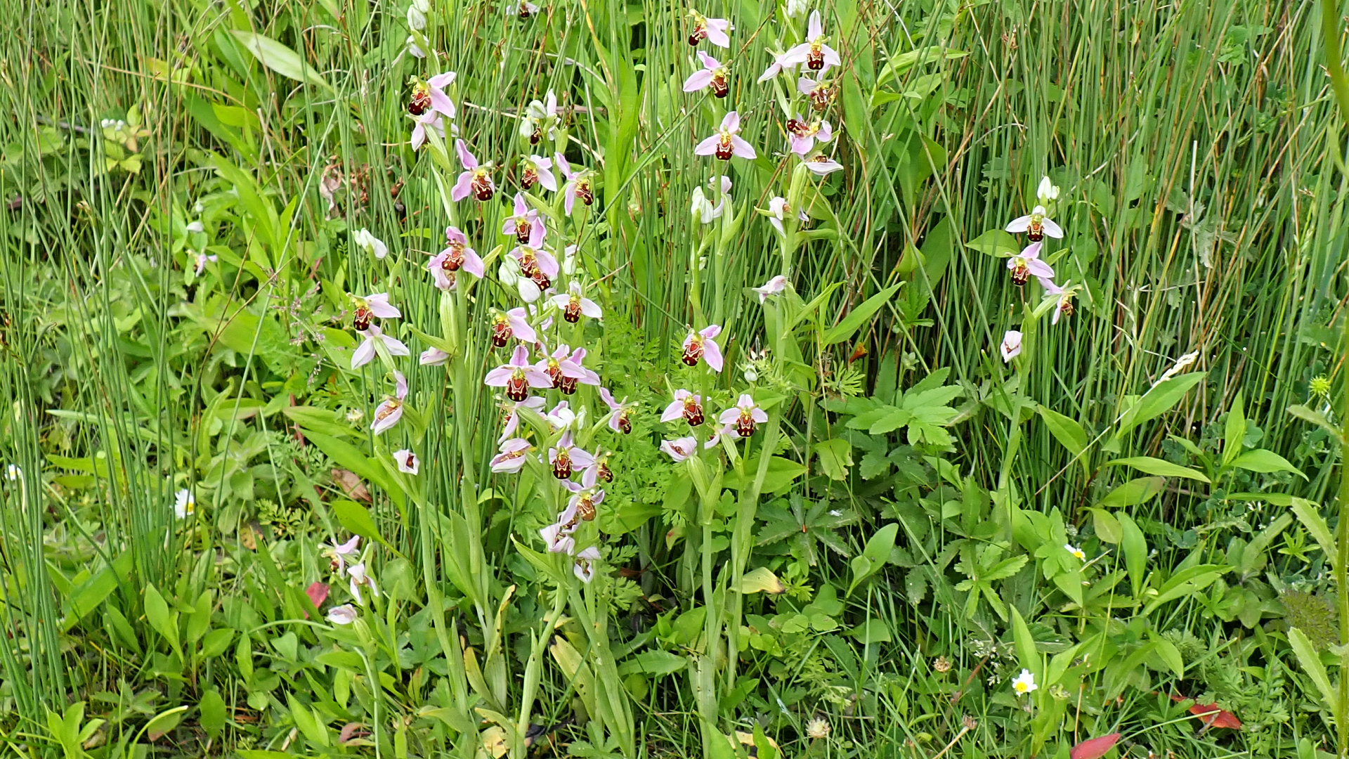 Bee Orchid
Ophrys apifera