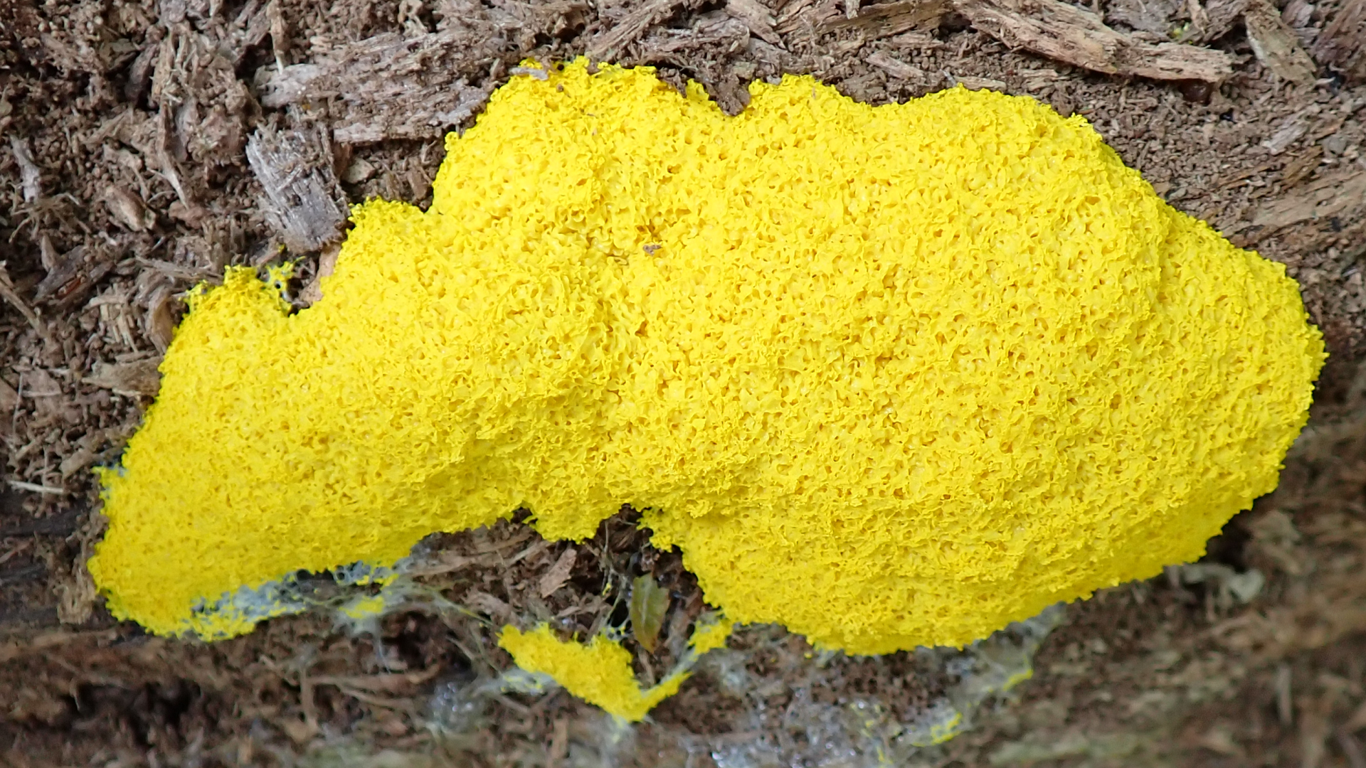 Flowers of Tan  
Fuligo septica
