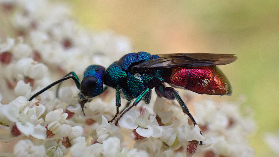 Jewel Wasp Chrysididae