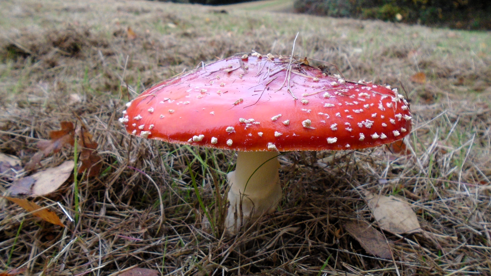 Fly Agaric