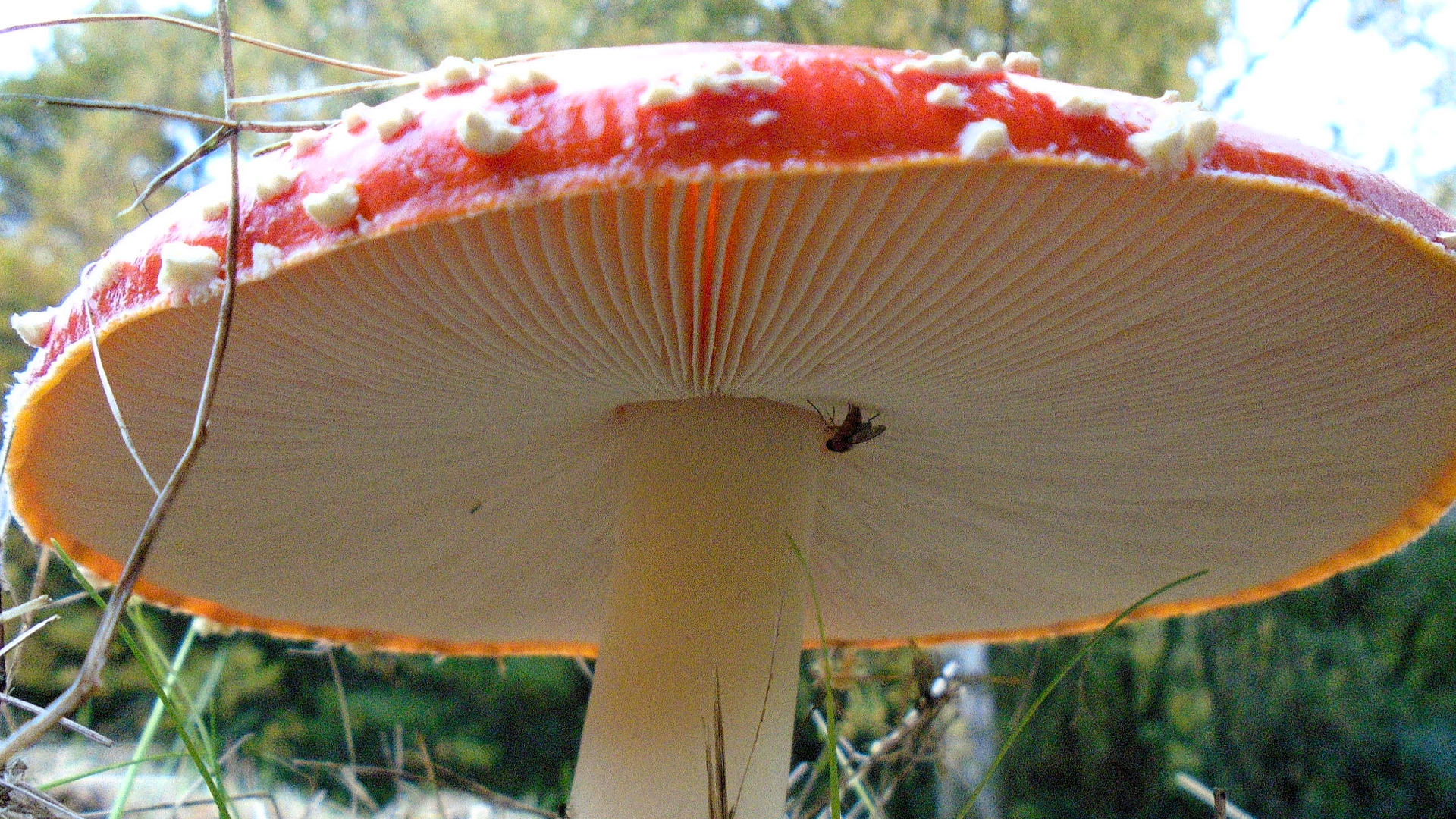 Fly Agaric