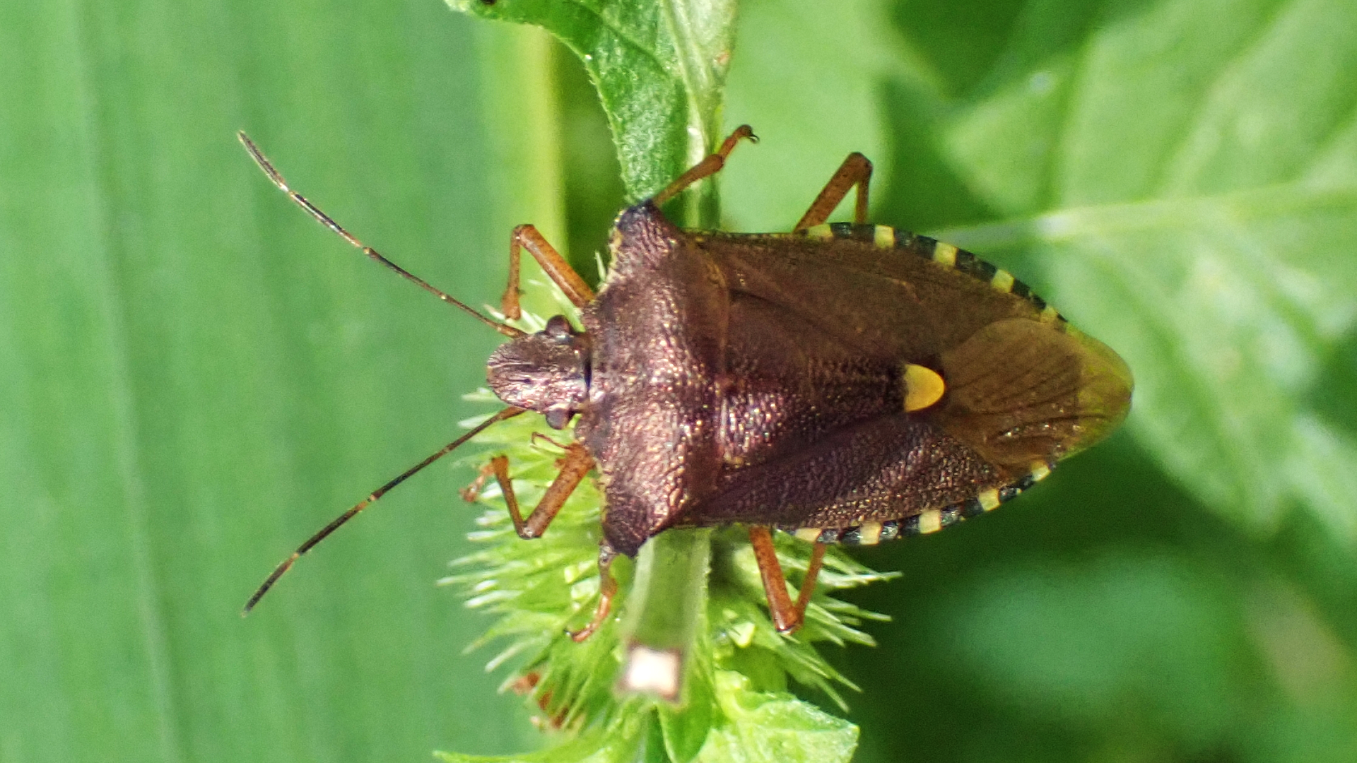 Forest Shieldbug
Pentatoma rufipes