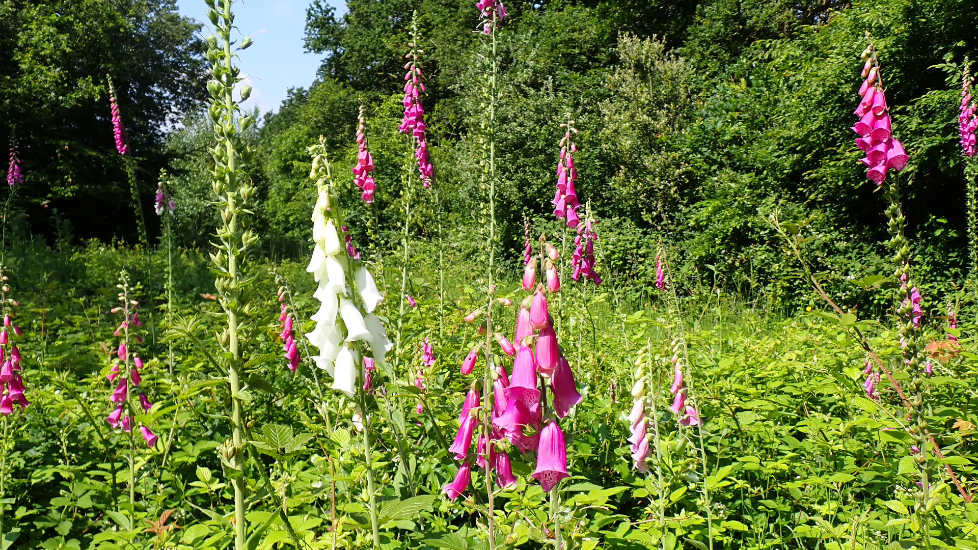 foxglove