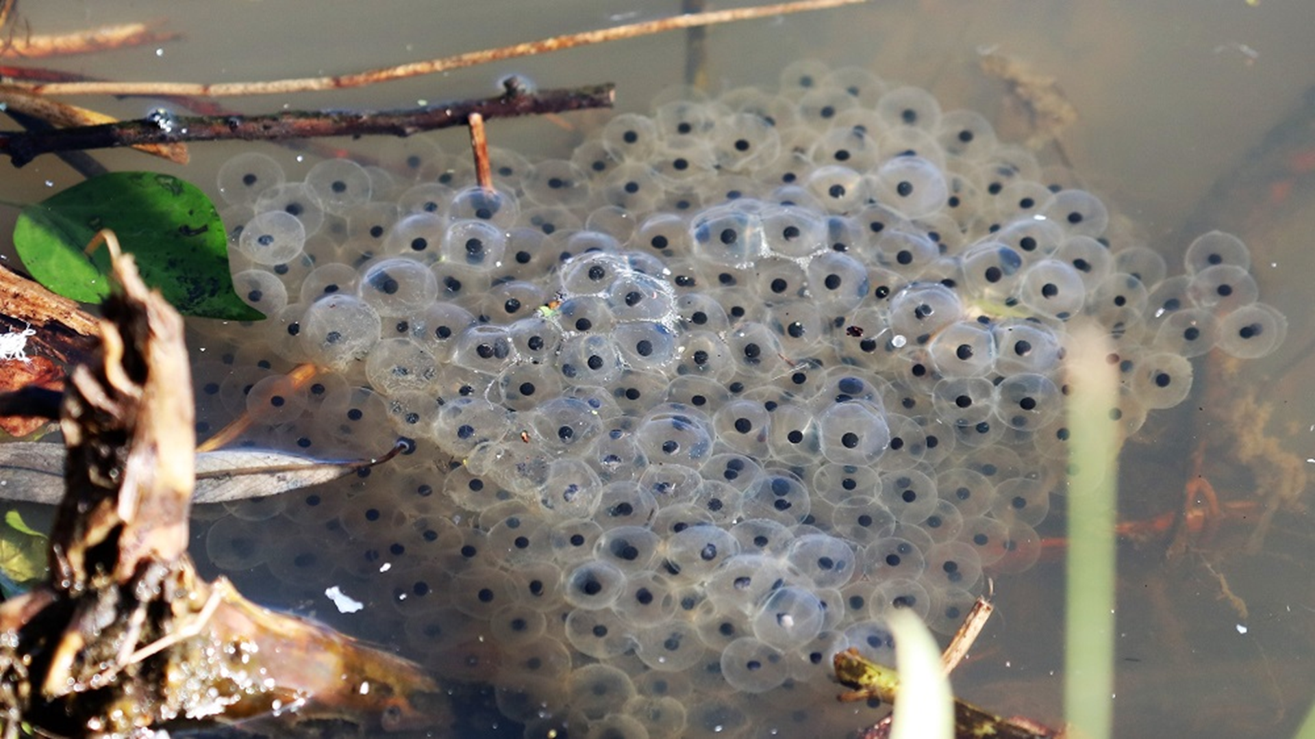 Frog Spawn
Rana temporaria