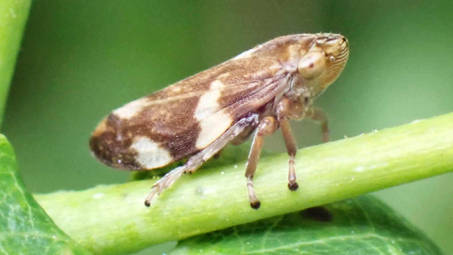 froghopper