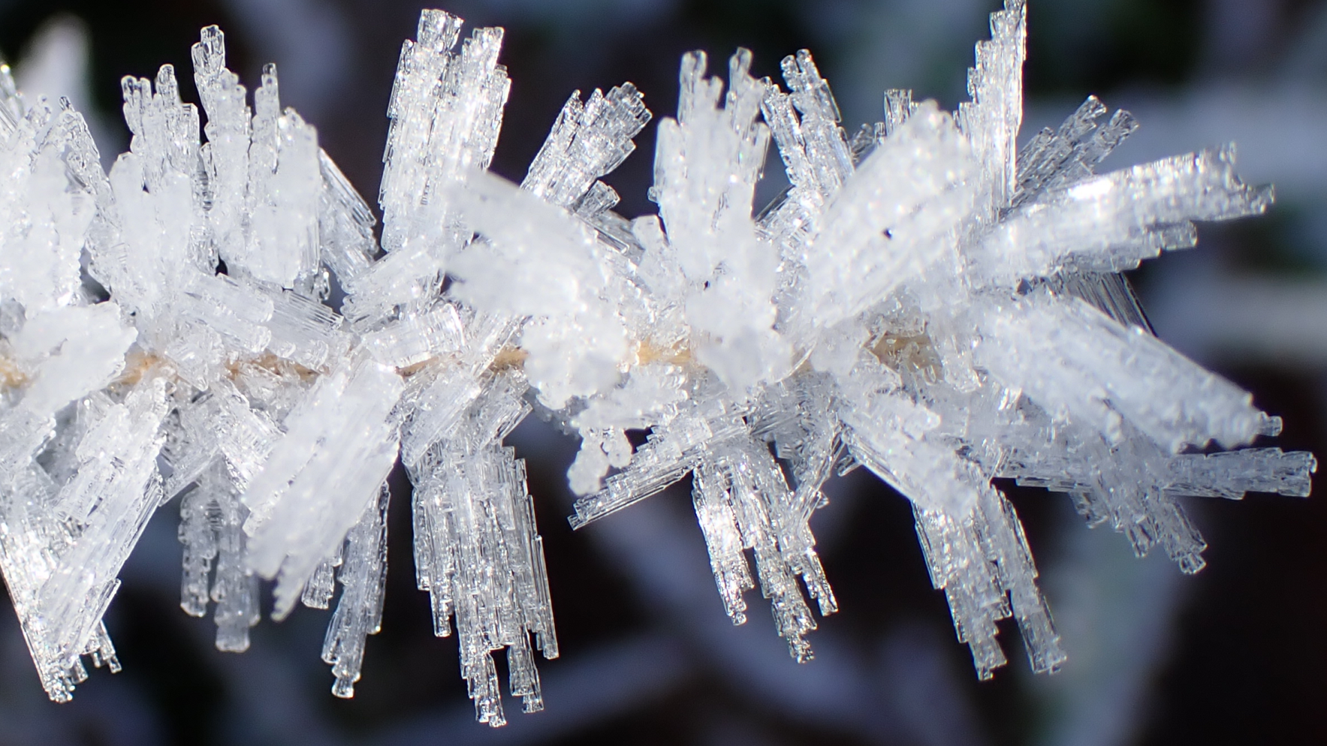 Frost crystals