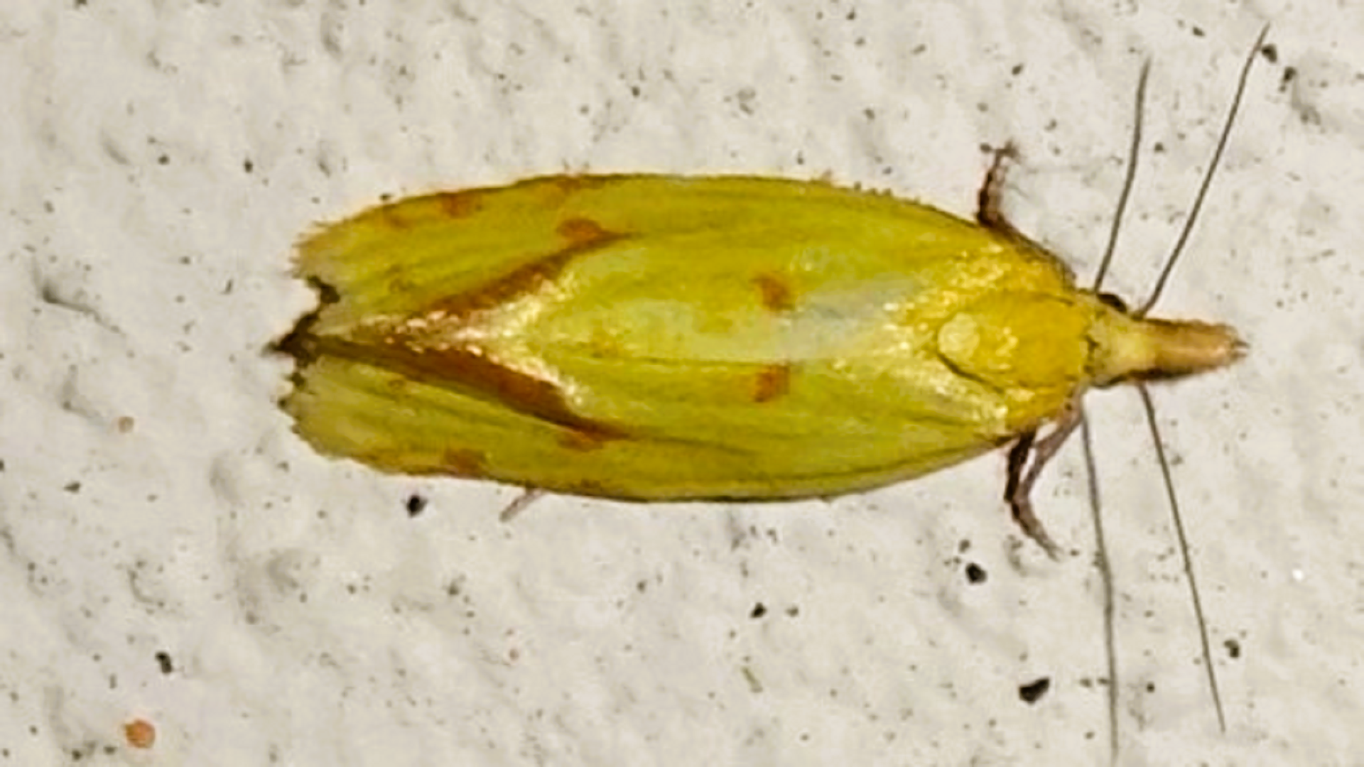 Agapeta hamana