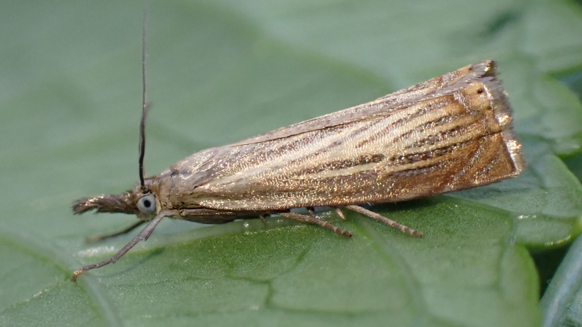 Garden Grass-moth 