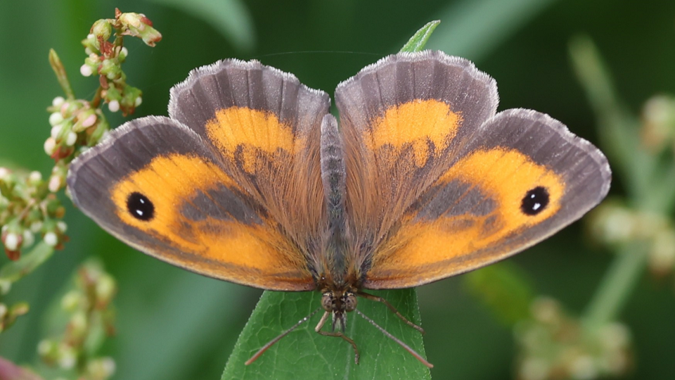 Gatekeeper
Pyronia tithonus