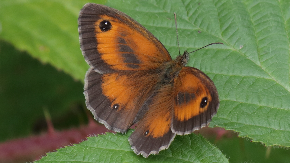 Gatekeeper
Pyronia tithonus