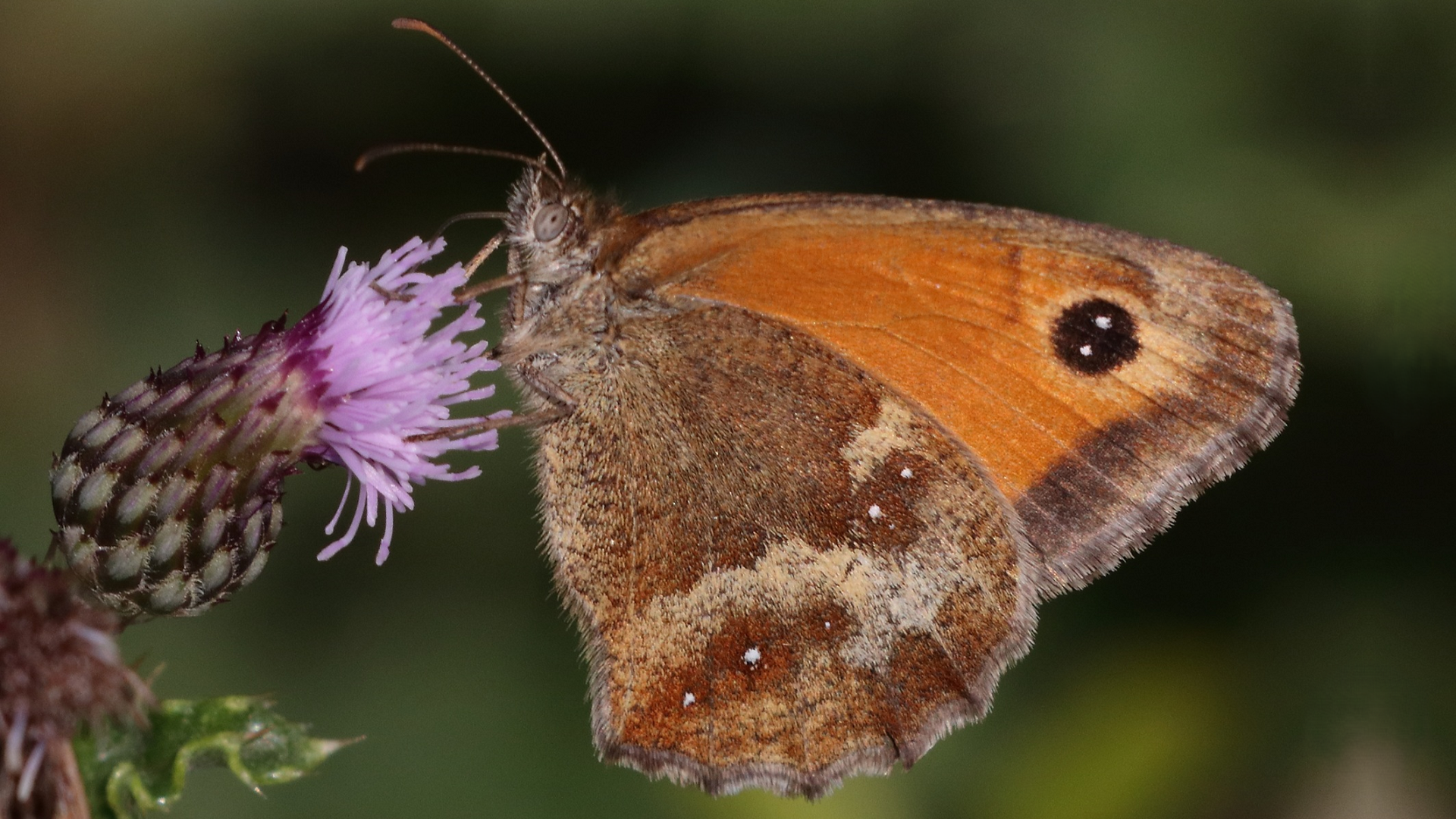 Gatekeeper
Pyronia tithonus