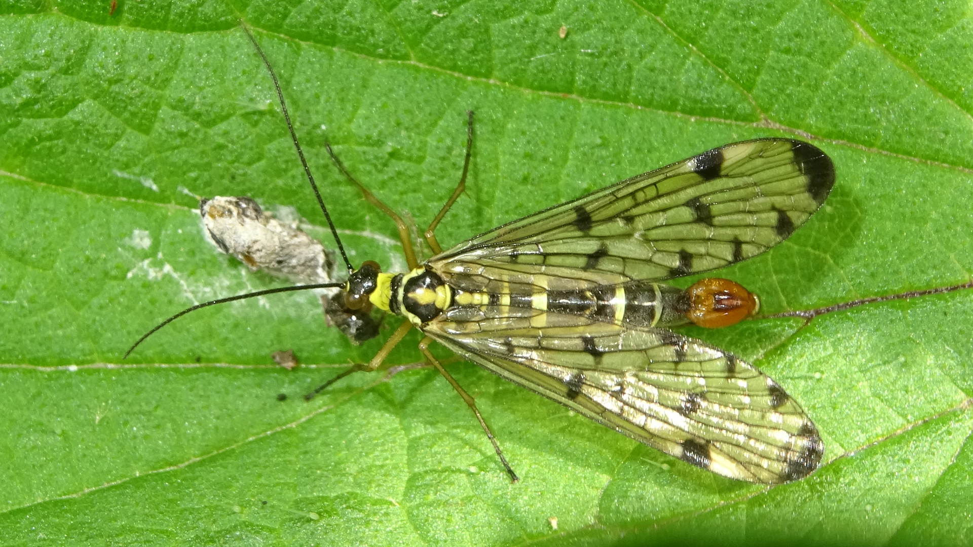 Scorpionfly