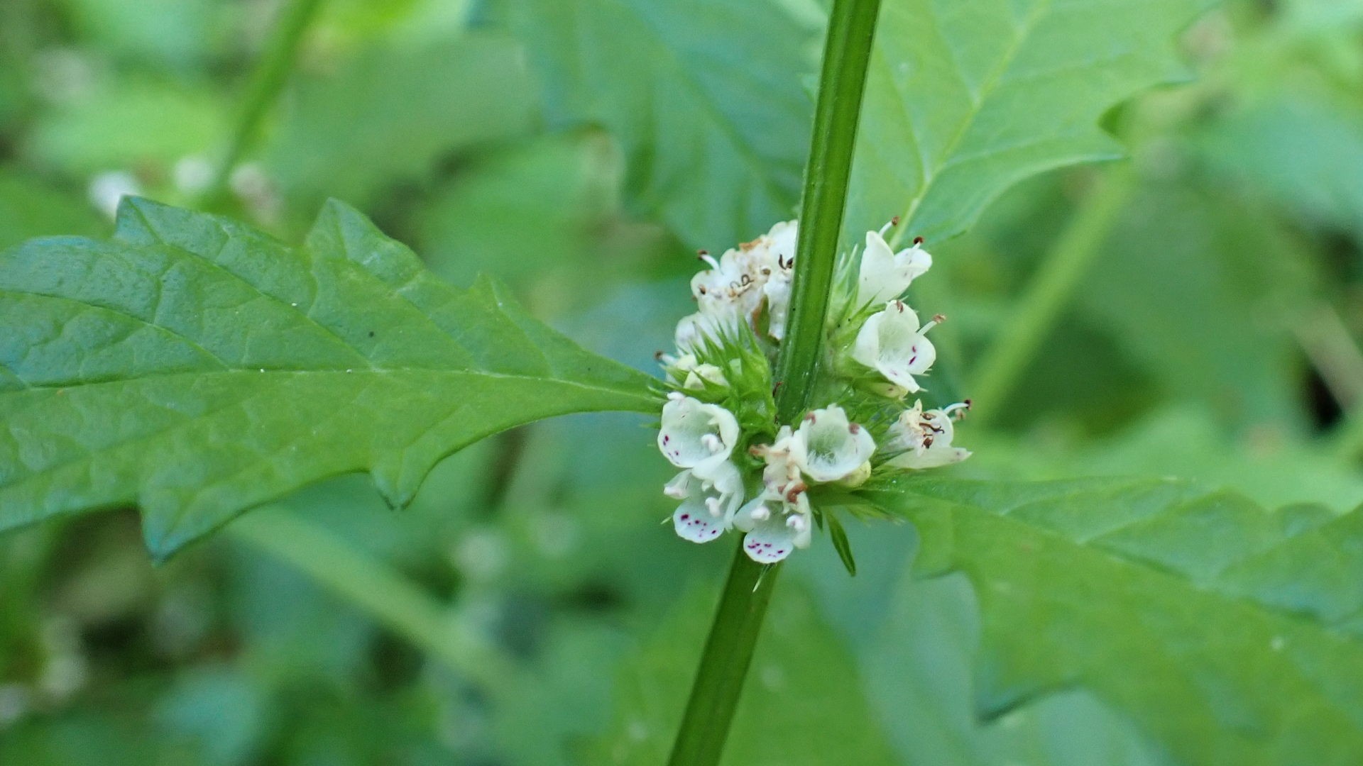 Gypsywort
Lycopus europaeus